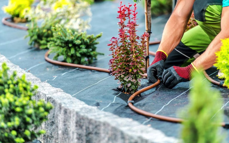 Landscaping on a Budget: How to Boost Curb Appeal for Under $500